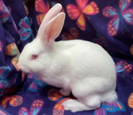 adoptable Rabbit in Scotts Valley, CA named Andri