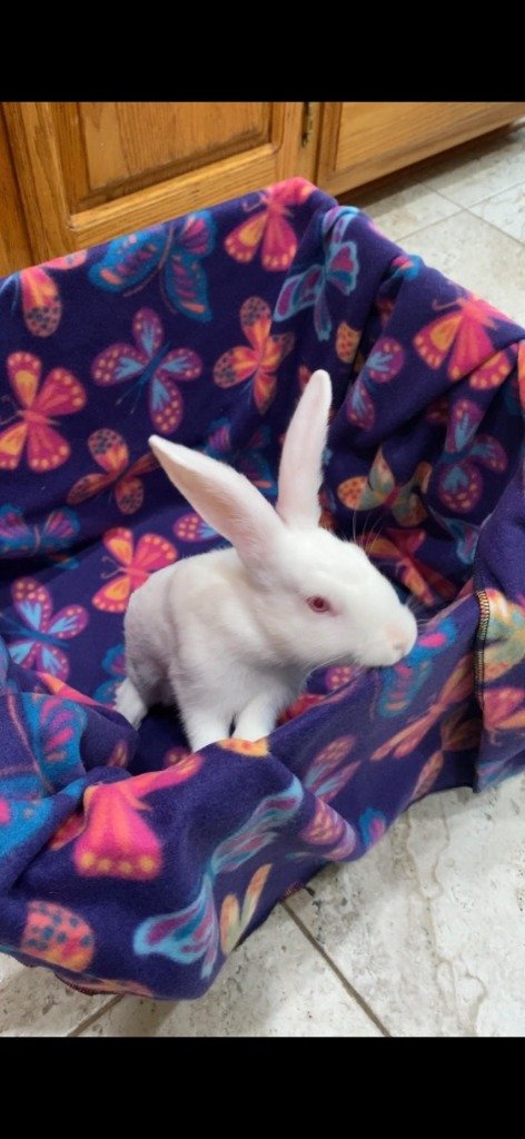 adoptable Rabbit in Scotts Valley, CA named Lumi