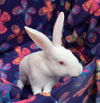 adoptable Rabbit in Scotts Valley, CA named Lumi