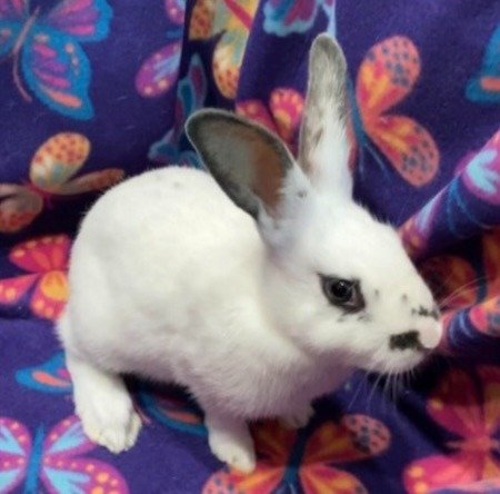 adoptable Rabbit in Scotts Valley, CA named Eira