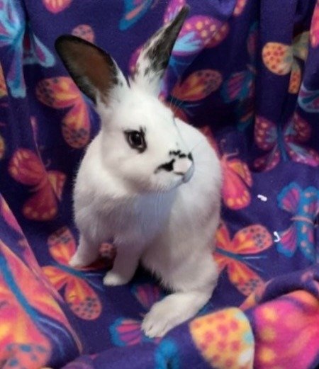 adoptable Rabbit in Scotts Valley, CA named Luna