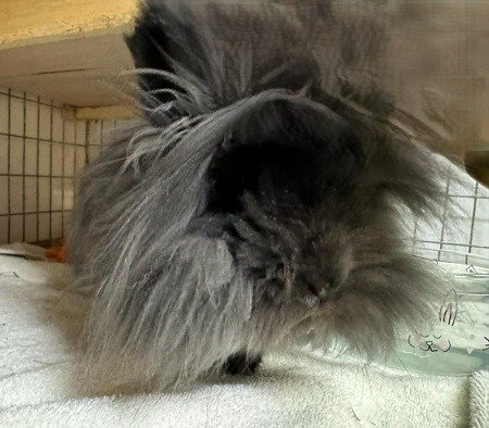 adoptable Rabbit in Scotts Valley, CA named Griffin