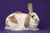 adoptable Rabbit in  named Mocha