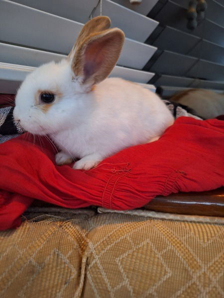 adoptable Rabbit in Scotts Valley, CA named Sammi