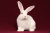 adoptable Rabbit in Scotts Valley, CA named Luke