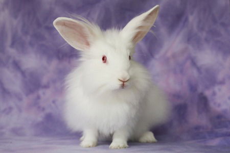 adoptable Rabbit in Scotts Valley, CA named Leia