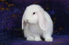 adoptable Rabbit in Scotts Valley, CA named Logan