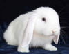 adoptable Rabbit in Scotts Valley, CA named Jovi