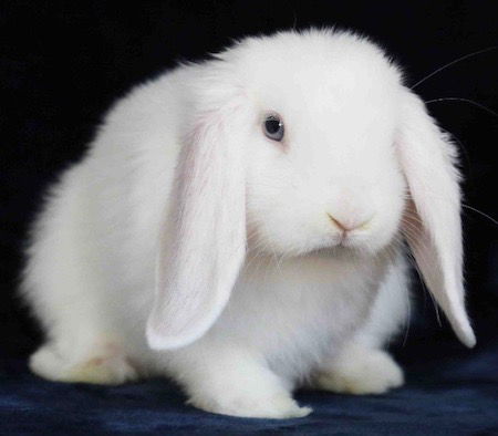 adoptable Rabbit in Scotts Valley, CA named Halo