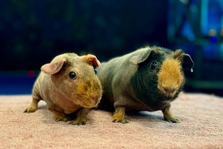 adoptable Guinea Pig in Scotts Valley, CA named Pom Pom and Mimosa