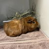 adoptable Guinea Pig in Scotts Valley, CA named Buttercup