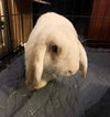 adoptable Rabbit in  named Julian