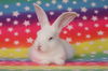 adoptable Rabbit in Scotts Valley, CA named Flurry