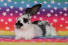 adoptable Rabbit in Scotts Valley, CA named Spots