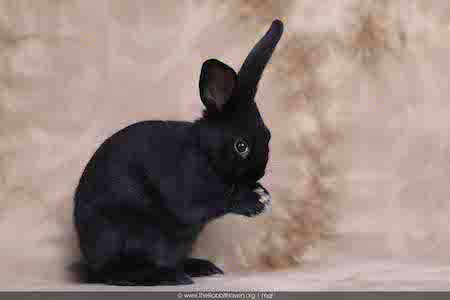 STELLA - Bunny Rabbit available for adoption