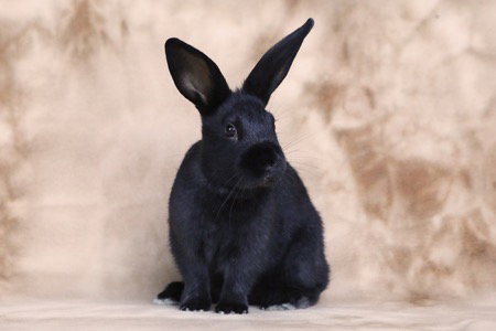 STELLA - Bunny Rabbit available for adoption