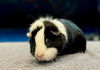 adoptable Guinea Pig in Scotts Valley, CA named Diamond