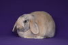 adoptable Rabbit in Scotts Valley, CA named Pan