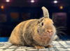 adoptable Rabbit in Scotts Valley, CA named Finley