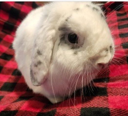 adoptable Rabbit in Scotts Valley, CA named Jesse fka Mr. Fluffles