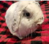 adoptable Rabbit in Scotts Valley, CA named Jesse fka Mr. Fluffles