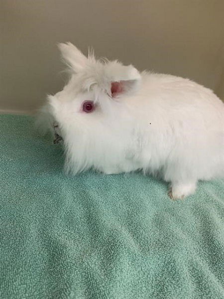 adoptable Rabbit in Scotts Valley, CA named Bindi