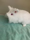 adoptable Rabbit in  named Bindi