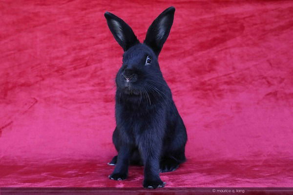 adoptable Rabbit in Scotts Valley, CA named Jafar (part of bonded pair)