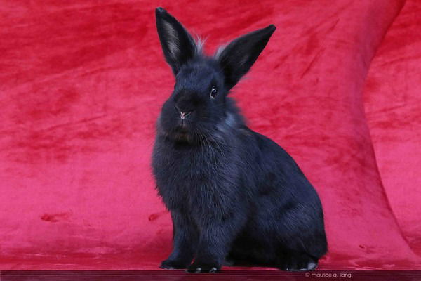 adoptable Rabbit in Scotts Valley, CA named Aladdin (part of bonded pair)