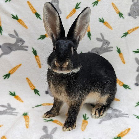 adoptable Rabbit in Scotts Valley, CA named Ester