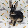 adoptable Rabbit in Scotts Valley, CA named Ester