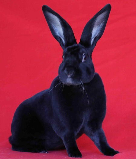 adoptable Rabbit in Scotts Valley, CA named Rami