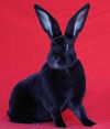 adoptable Rabbit in  named Rami