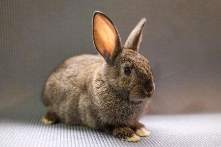 adoptable Rabbit in Scotts Valley, CA named Rowan