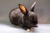 adoptable Rabbit in  named Emery