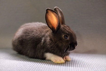 adoptable Rabbit in Scotts Valley, CA named Thea