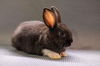 adoptable Rabbit in  named Thea