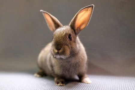 adoptable Rabbit in Scotts Valley, CA named Robin