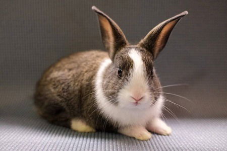 adoptable Rabbit in Scotts Valley, CA named Skyler