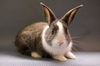 adoptable Rabbit in  named Skyler