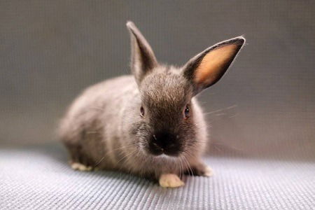 adoptable Rabbit in Scotts Valley, CA named Arlie