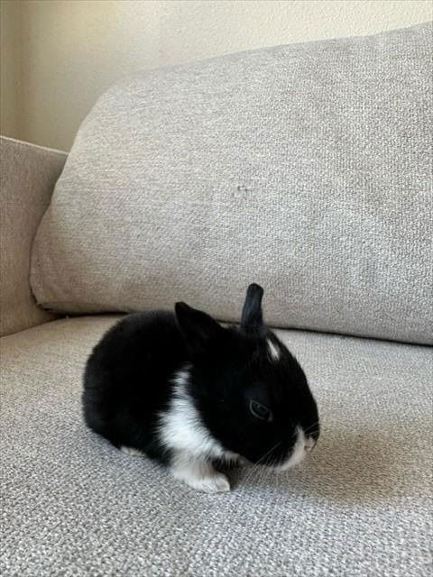 adoptable Rabbit in Scotts Valley, CA named Kelcey