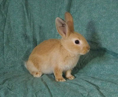 adoptable Rabbit in Scotts Valley, CA named Gabe