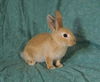 adoptable Rabbit in  named Gabe