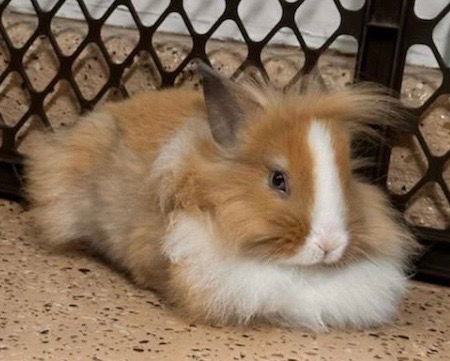 adoptable Rabbit in Scotts Valley, CA named Ravi