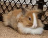 adoptable Rabbit in  named Ravi