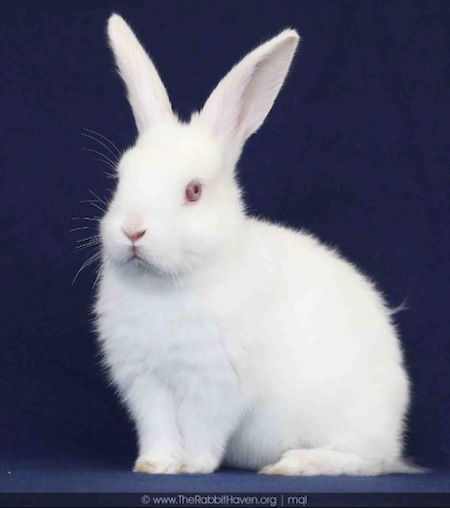 adoptable Rabbit in Scotts Valley, CA named Nazomi