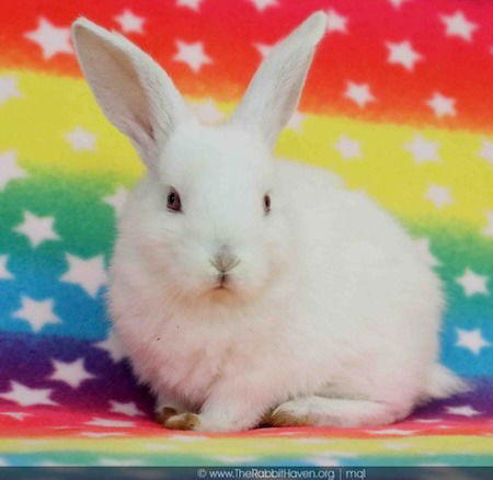 adoptable Rabbit in Scotts Valley, CA named Ren