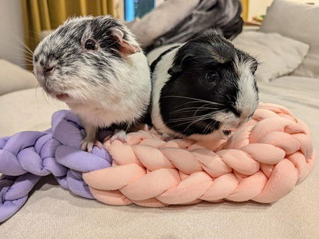 adoptable Guinea Pig in Scotts Valley, CA named Sasquatch and Bill