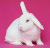 adoptable Rabbit in  named Freesia